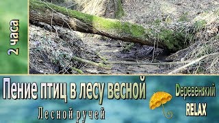 ПЕНИЕ ПТИЦ в лесу весной ✿ Наполняет РАДОСТЬЮ ✿ 2 часа ✿ Dеревенsкий RELAX