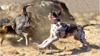 Hunting Dogs Tribute