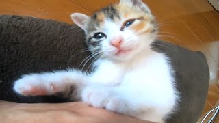 恥ずかしがる子猫のミコちゃん。寝起きの顔は撮らないでとカメラを手でふさぐ。【赤ちゃん猫】【保護猫】