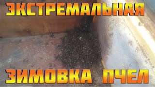 Зимовка пчел.Спасение слабых семей.МЕДА НЕ ХВАТИЛО.Пересадка в новый улей зимой.Пчелы ВЫЖИЛИ