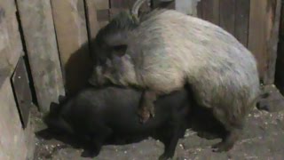 Случка свиней / The pig's line