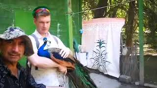 Глажу павлина в свой день рождения