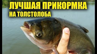 ПРИКОРМКА НА ТОЛСТОЛОБА, РАБОЧАЯ И УЛОВИСТАЯ, СВОИМИ РУКАМИ, ПРИКОРМКА ДЛЯ ЛОВЛИ ТОЛСТОЛОБИКА