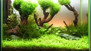 Анубиас и яванский мох выращиваем на коряге Anubias and Java moss grow on the driftwood