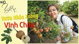 Vườn nhãn xuồng vàng đầu mùa đặc sản vĩnh châu sóc trăng - xuong cang longan | YẾN TRẦN TV
