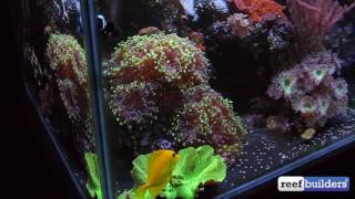 My 'Zero' Maintenance Reef Tank