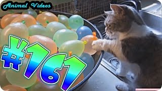 Приколы с животными №161   Кот и шарики с водой  Смешные животные  Animal videos