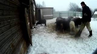 Жизнь в деревне ОНЛАЙН