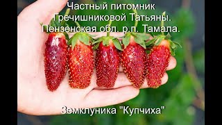 Земклуника Купчиха