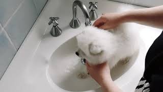 Bathing Kumo, the Japanese Spitz puppy, in the sink