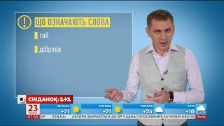 Що таке гай і діброва - експрес-урок