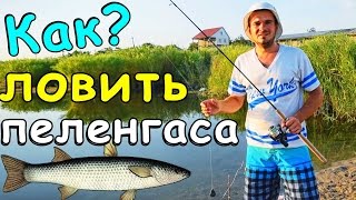 КАК ЛОВИТЬ ПЕЛЕНГАСА на МОРЕ с БЕРЕГА / СНАСТЬ + ЛИМАНСКИЙ ЧЕРВЬ