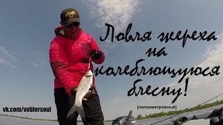 Ловля жереха на колеблющуюся блесну. Техника подачи приманки..