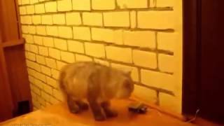 Самый умный кот в мире! Clever Cat