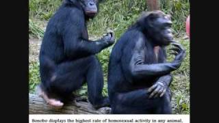 Homosexuality in the animal kingdom Part 1 [Warning animals engaging in homosexual acts]