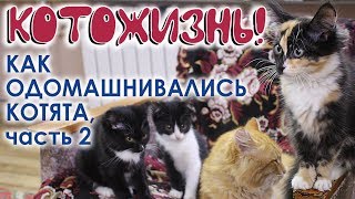 КАК ОДОМАШНИВАЛИСЬ КОТЯТА, ч.2 ? КОТОЖИЗНЬ! 16-23 ОКТЯБРЯ 2019