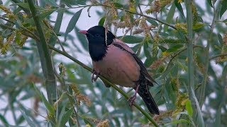 Rosy Starling | špaček růžový | Pastor roseus