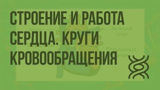 Строение и работа сердца. Круги кровообращения. Видеоурок по биологии 8 класс