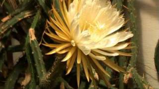 Queen of the Night Cactus (Selenicereus grandiflorus) night- blooming time lapse