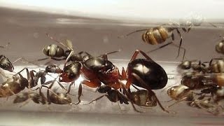 Муравьиная ферма. Формика polyctena с рабочими Formica fusca.