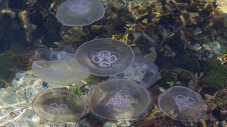Moon Jellyfish Loch na Keal, Isle of Mull - www.simplymull.co.uk