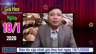 Giá heo hơi ngày hôm nay 18/1/2020 | Giá lợn hơi tăng nhẹ tại một số địa phương