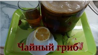 ЧАЙНЫЙ ГРИБ. КАК ЗА НИМ УХАЖИВАТЬ.