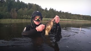 Подводная охота летом 2018, много линя. Встреча с бобром.