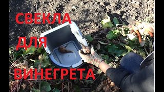 СВЕКЛА ВИНЕГРЕТНАЯ уборка грядок