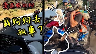 載3隻狗去飆車!! 追風的黑柴跟比熊【是小宇不是小雨】