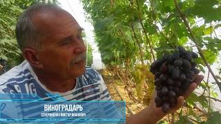 Виноград РУМЕЙКА