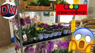 Магазин Светофор ? Такого Ещё Не Было ? Обзор ? Июнь 2019