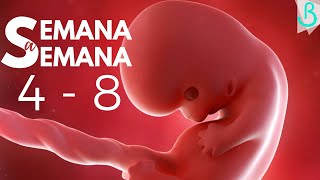 ???SEMANAS 4 - 8 DE EMBARAZO | 2 MESES | SEMANA A SEMANA || Baby Suite by Pau