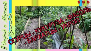 Бюджетная ШПАЛЕРА для ОГУРЦОВ в Открытом Грунте. Посмотрите Как Подвязать Огурцы