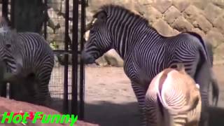Funny Animals, Animals Mating compilation 2016 - Horse Mating, Dog Mating, Rhino Mating