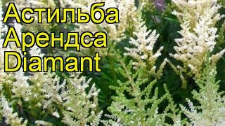 Астильба арендса Диамант. Краткий обзор, описание характеристик, где купить рассада