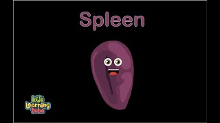 Human Body/Spleen Song for Kids/Human Body for Kids