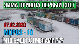 Первый снег и морозы !!! Что будет с пчелами ???