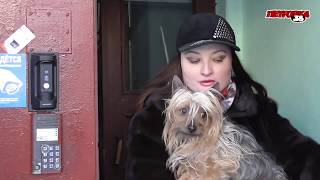 Пропала собака