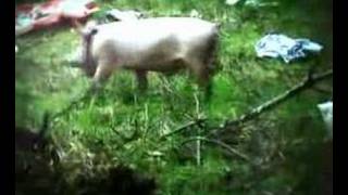 Cūkmens: Nemēslo mežā!  / Человек свинья (RUS)