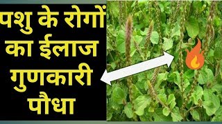 गाय भैंस के 3 रोग का देसी उपाय |Desi formula Cow/Buffalo treatment  at home|