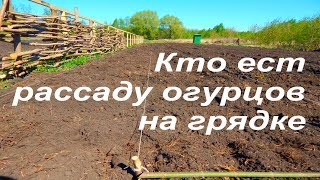 Кто ест рассаду огурцов на грядке