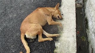 Life-saving rescue of unconscious street dog