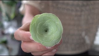 Houseplant Unboxing —Netherlands — Plant One On Me — Ep 073