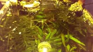 micro acquario 2,7 l netti a led senza filtro: la fine???