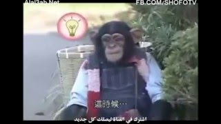 Приключения Обезьяны с Собакой часть № 1/ Прикольное видео!