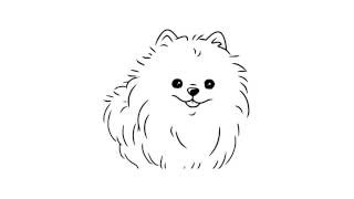 как нарисовать шпица,how to draw a spitz,cómo dibujar un perro de Pomerania,come disegnare un spitz