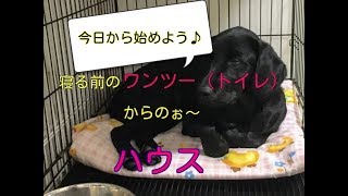室内犬が寝る場所は?!寝るときはトイレに行ってから、ケージに入れよう！今日から始めるハウストレーニング★