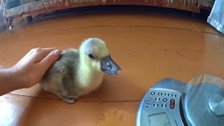 ОБЗОР НЕДЕЛЬНЫХ ГУСЯТ