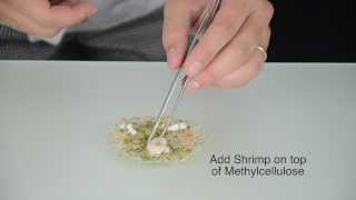 Molecular Gastronomy: Ultra-thin Shrimp Tortilla